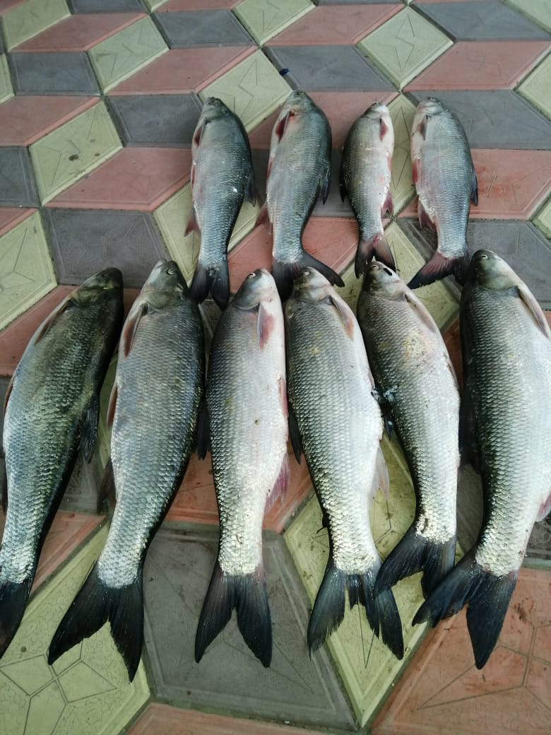 Фото Белый лев