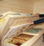 Апидомик Сон на Ульях (selo Aginskoye, Sovetskaya ulitsa, 146Б), honey and beekeeping