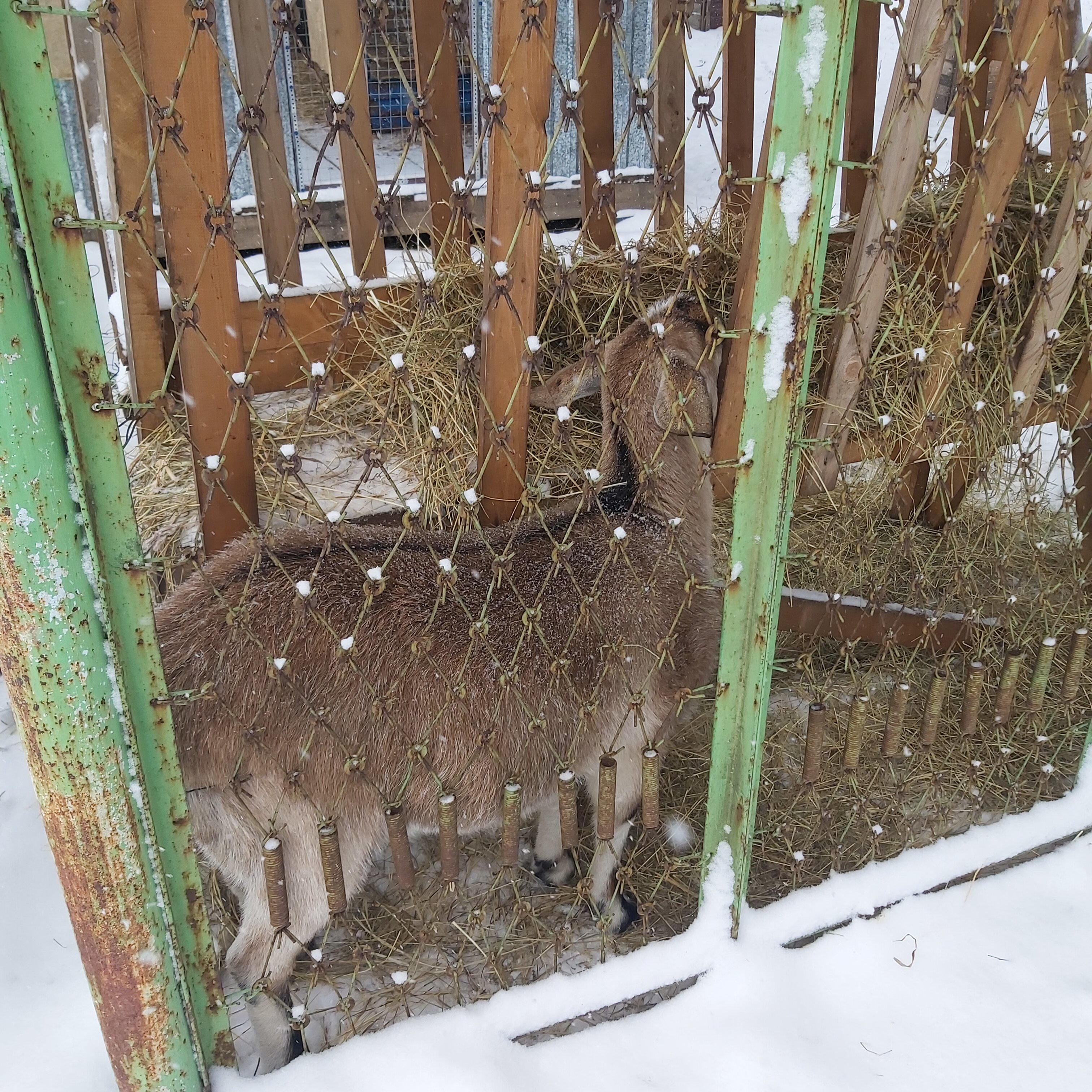 Фото Лесная сказка