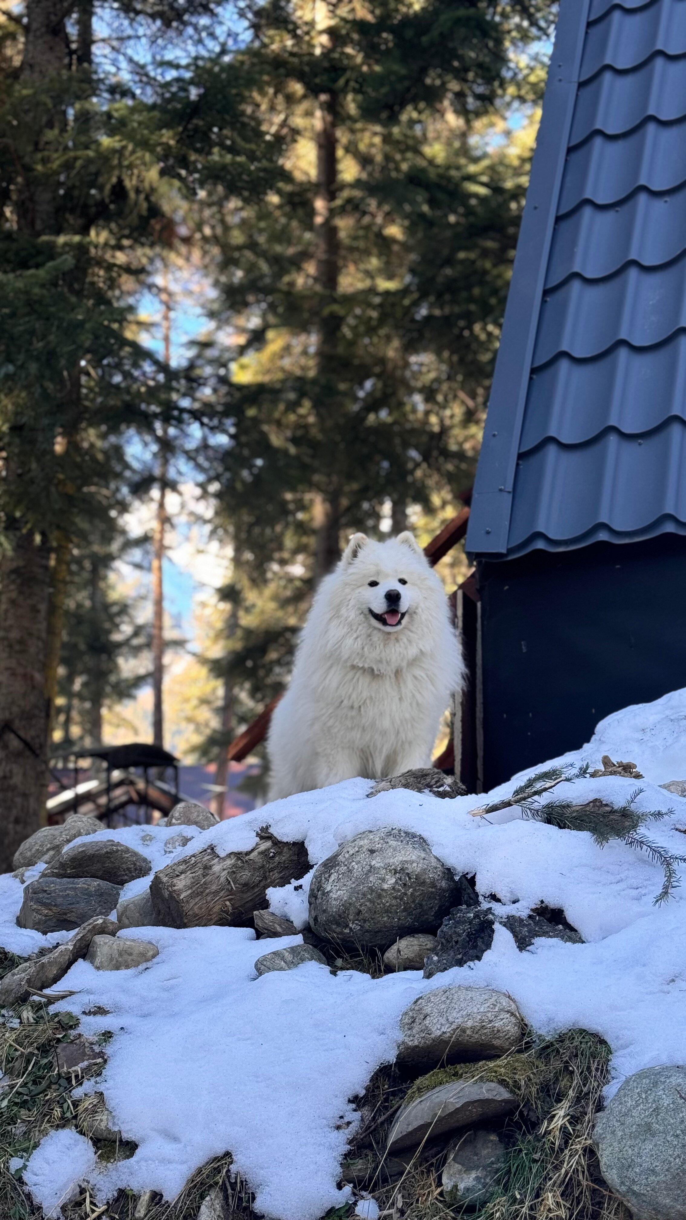 Фото Ёлки House