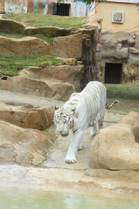Jungle Park (Canarias, Santa Cruz de Tenerife, Arona), zoo