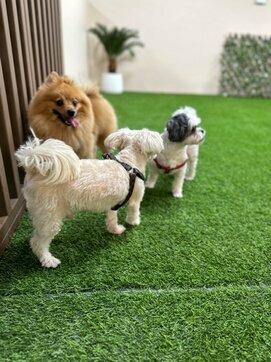 Zoo center Barkville, Dubai, photo