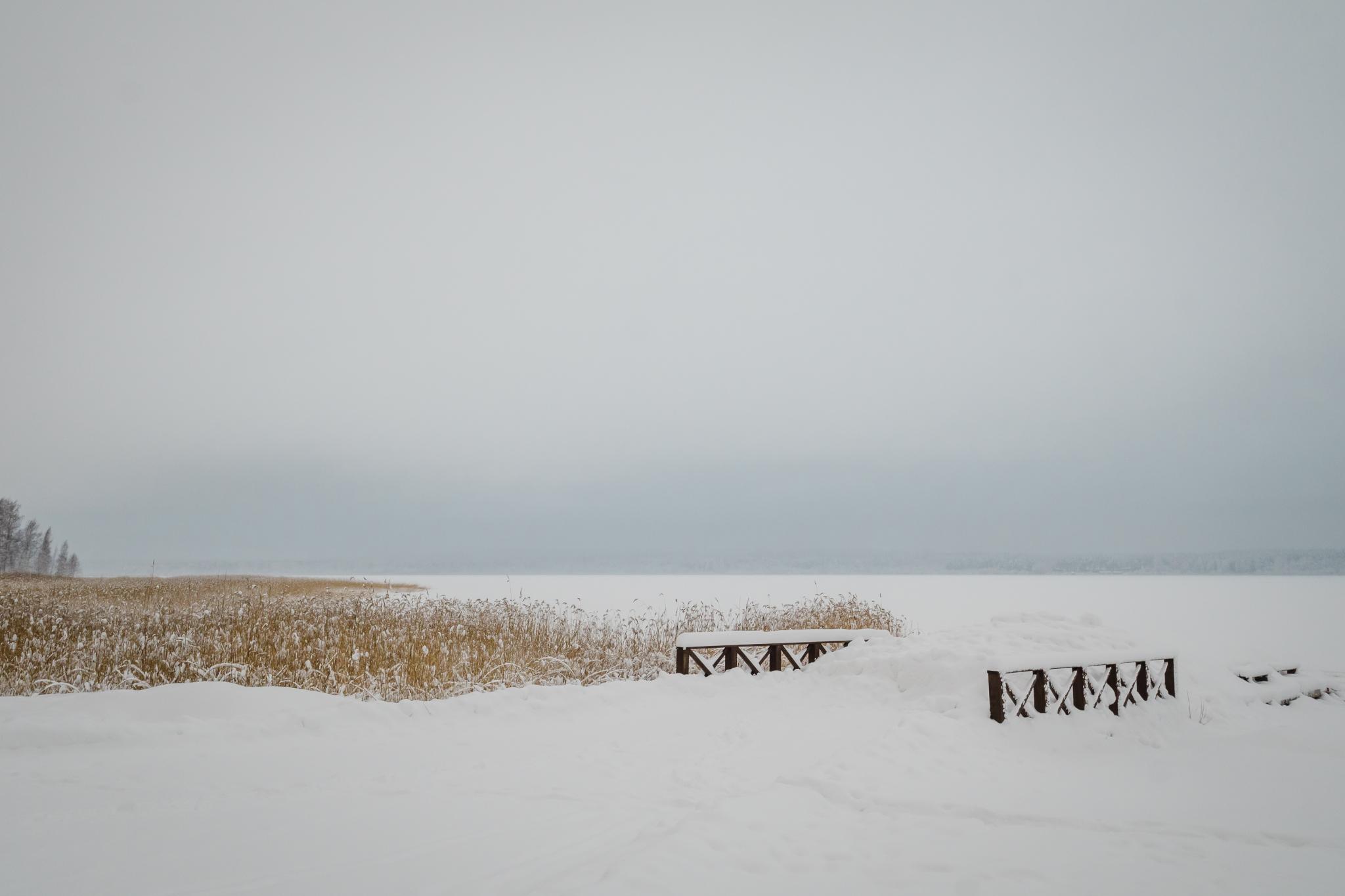 Фото Брусника