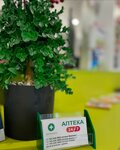 Apteka (Almaty oblysy, Talǵar dańǵyl joly, 10) ، صيدلية