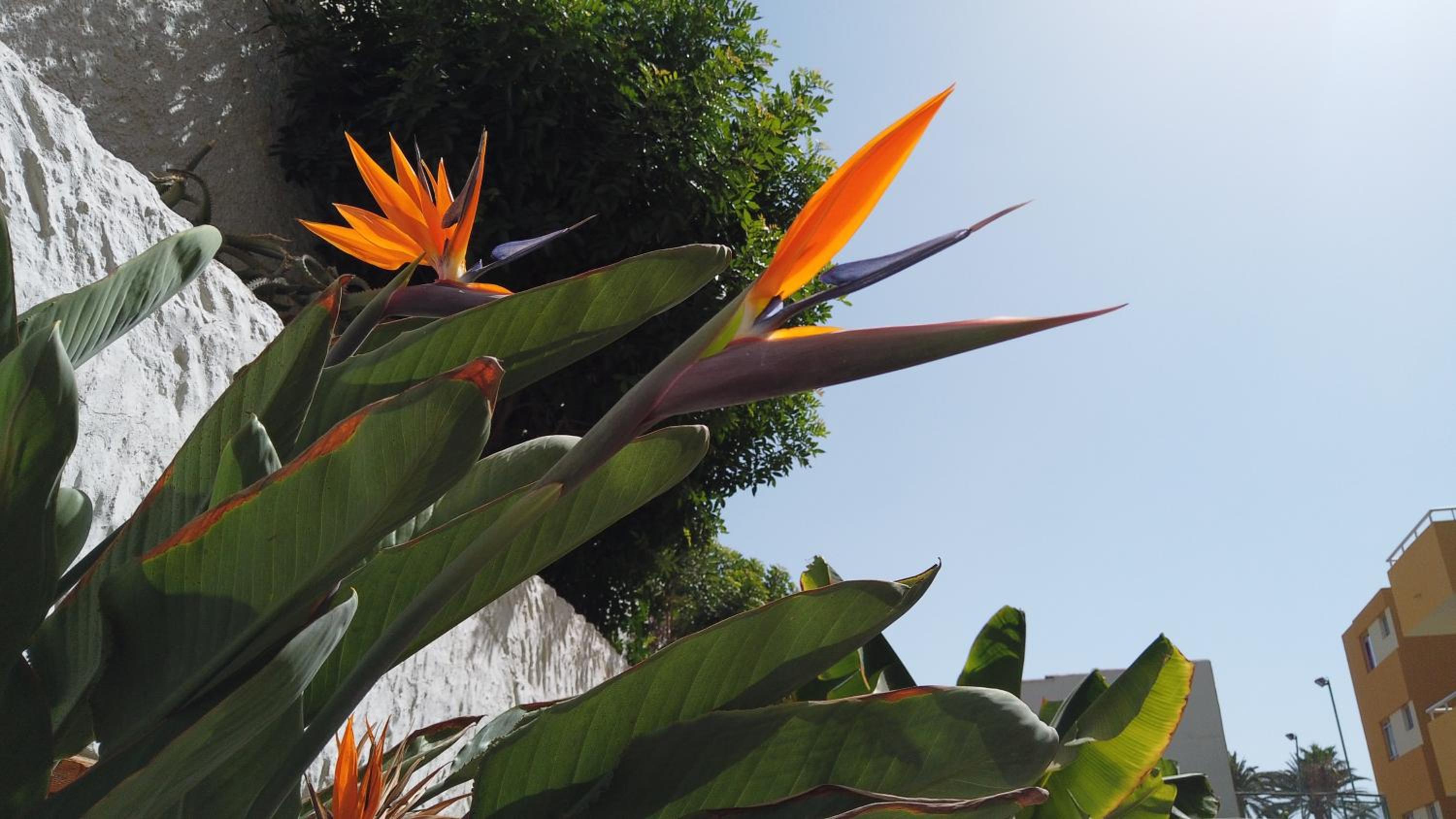 Фото Apartamentos Montemar