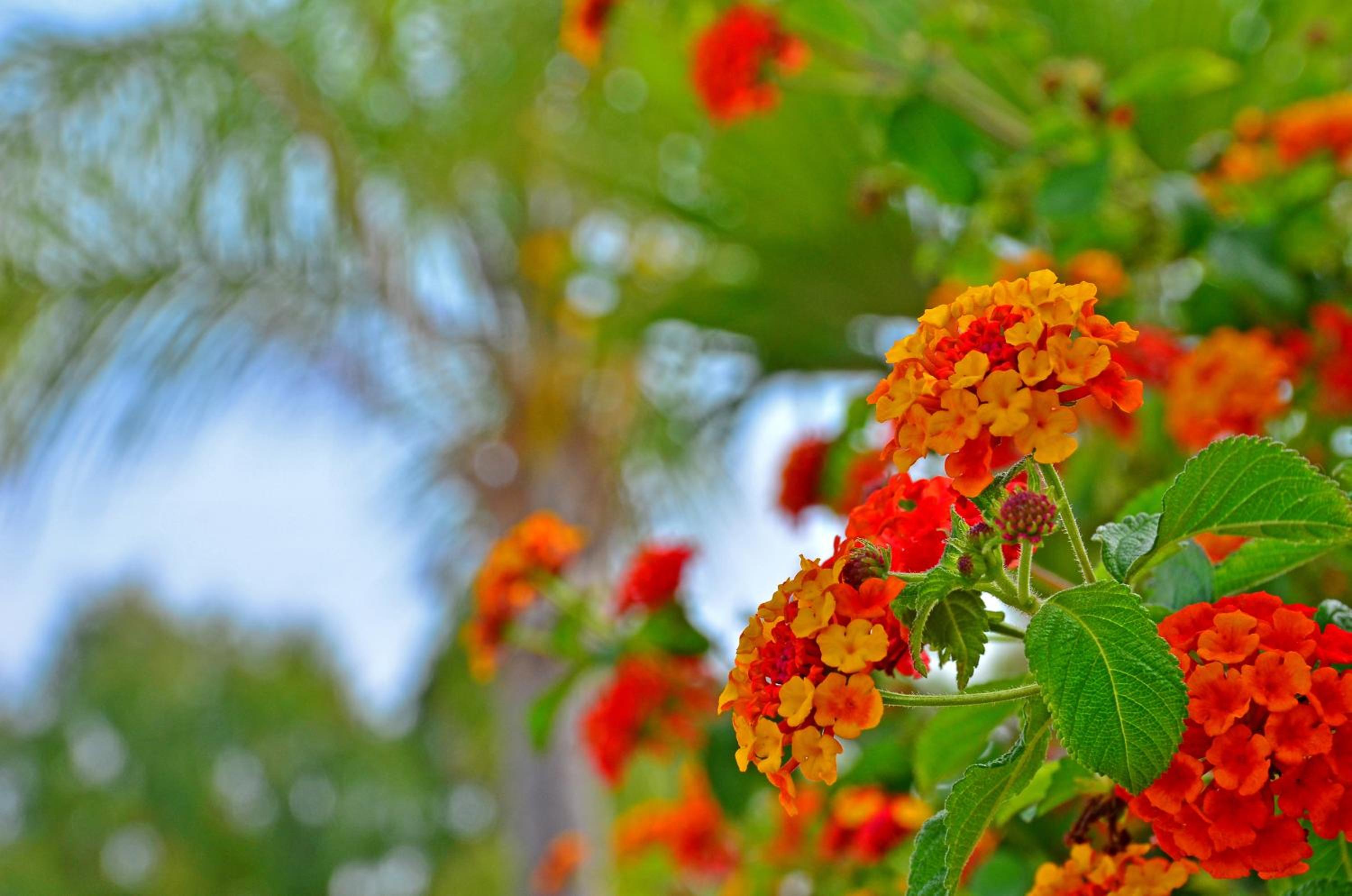 Фото Apartamentos Piedramar