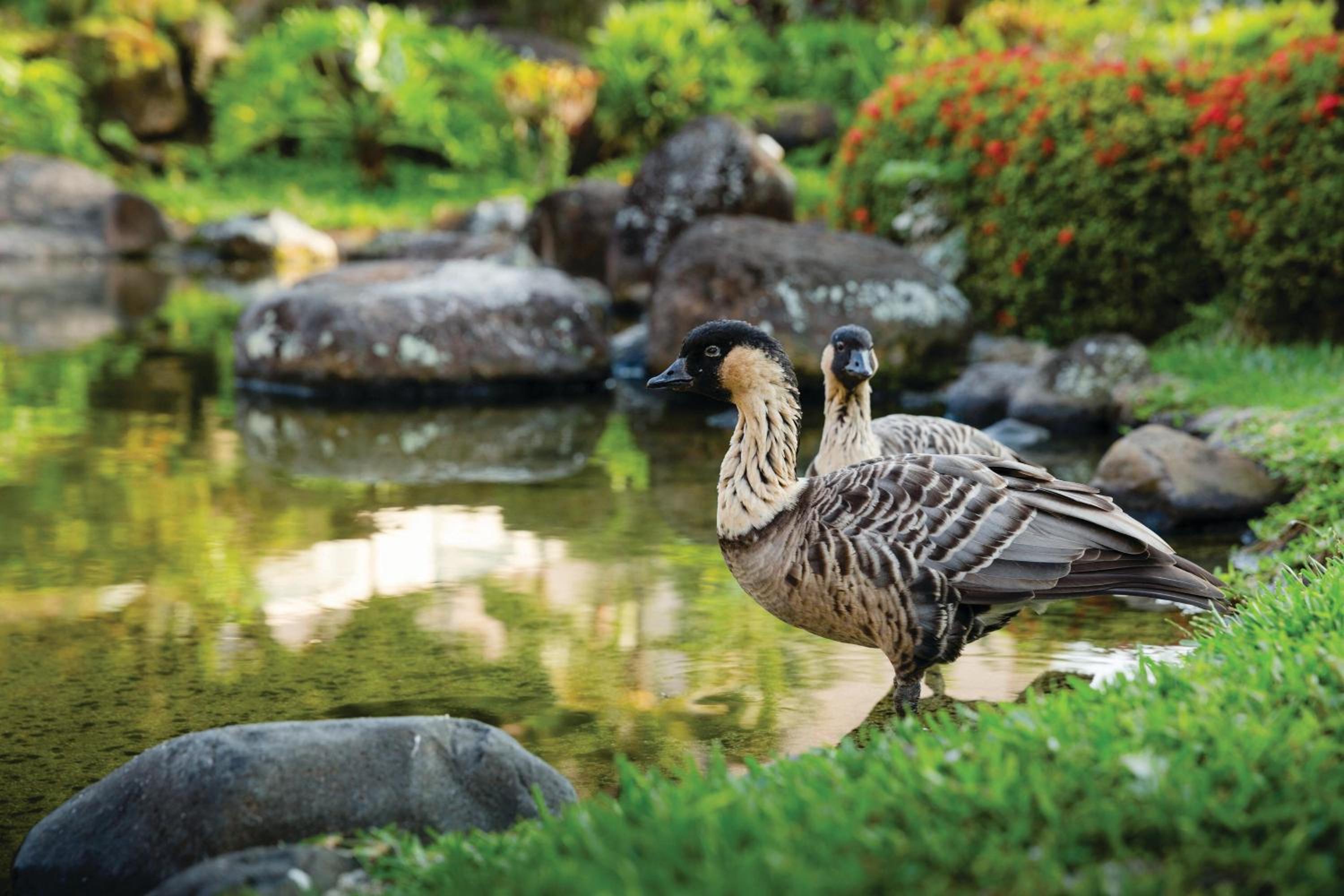 Фото Marriott's Kaua'i Beach Club