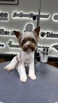 Шерсть & Co (ulitsa imeni I.V. Michurina, 58), pet salon