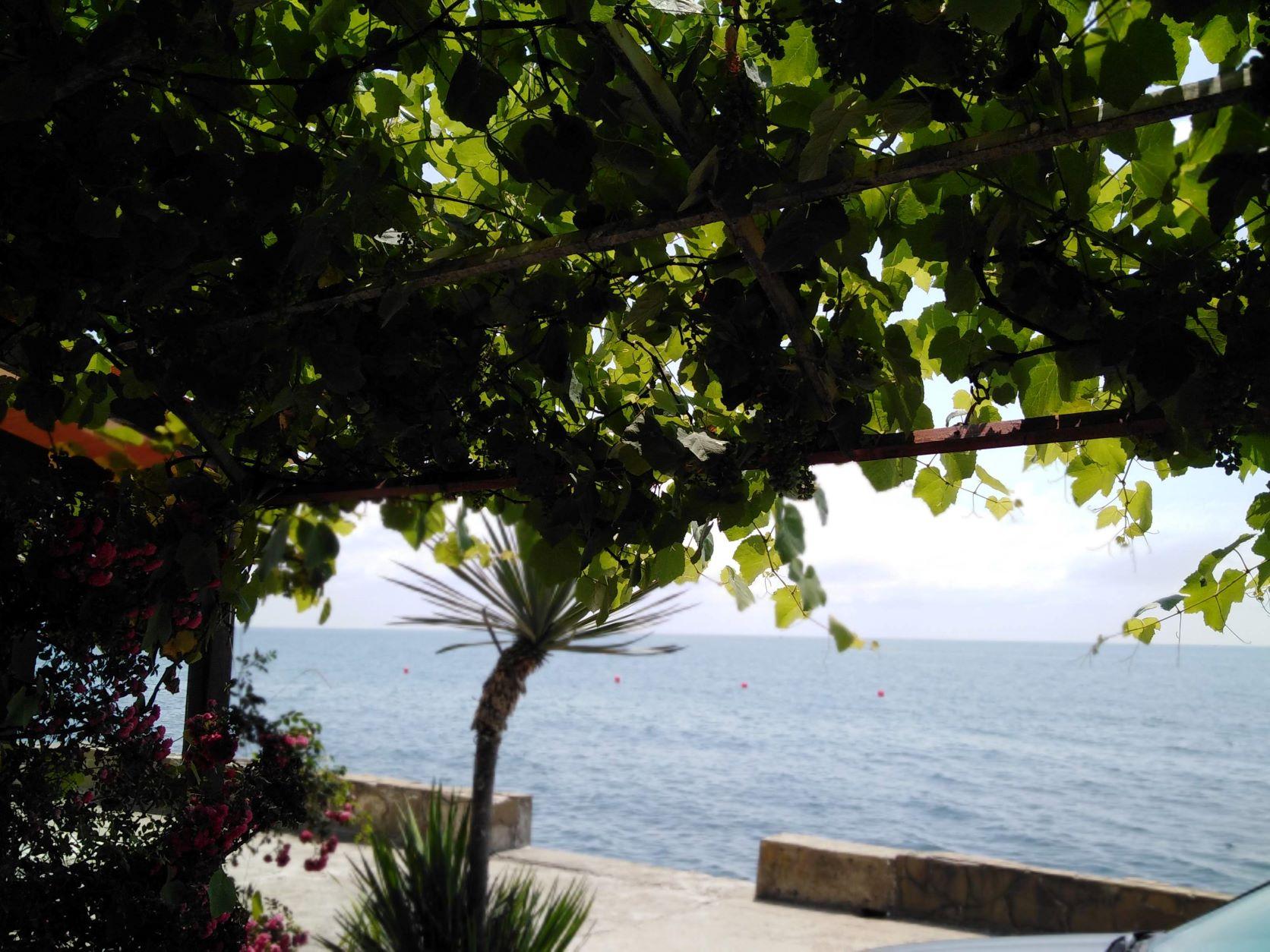 Фото Ариода