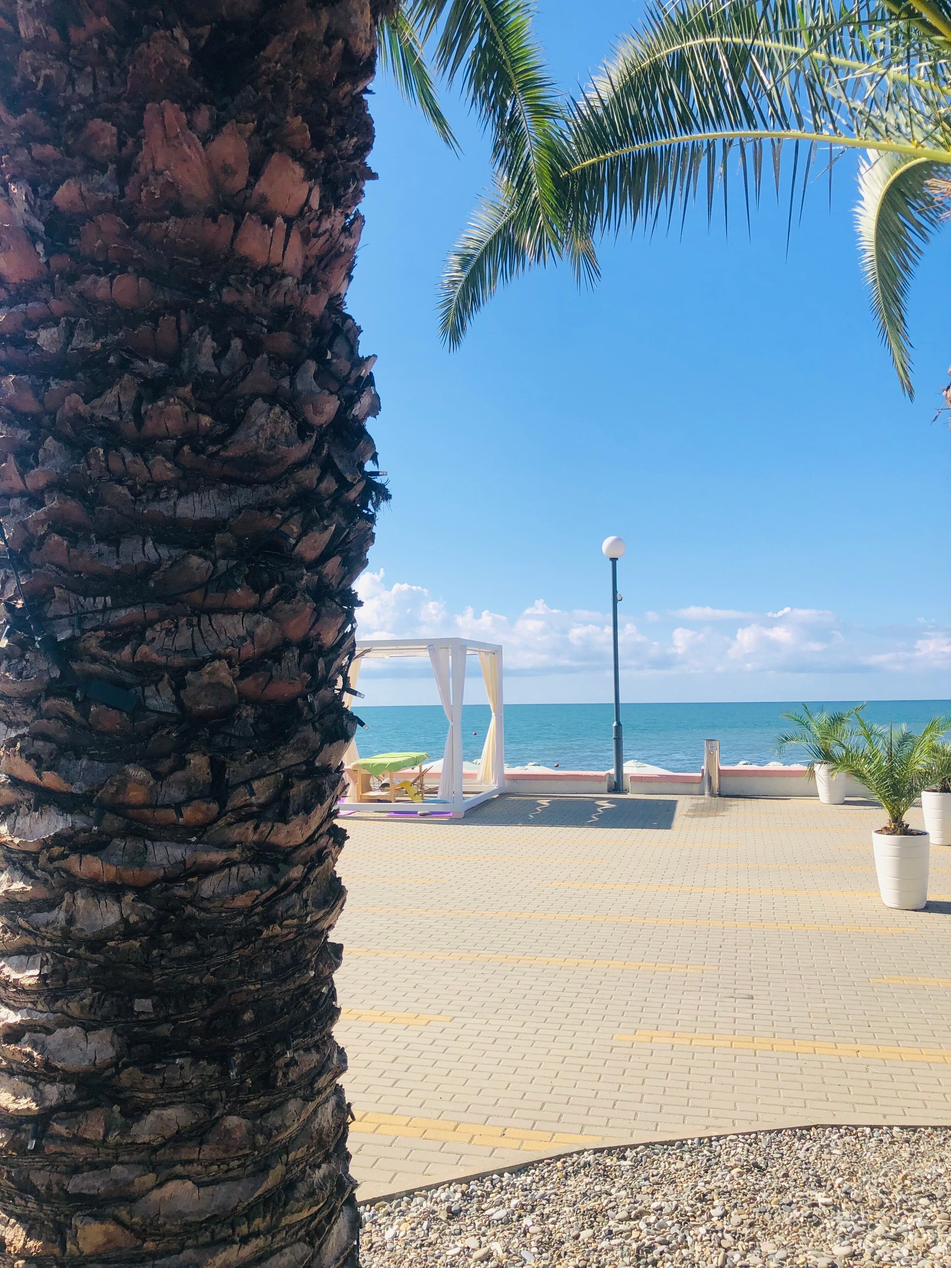 Фото Дельфин