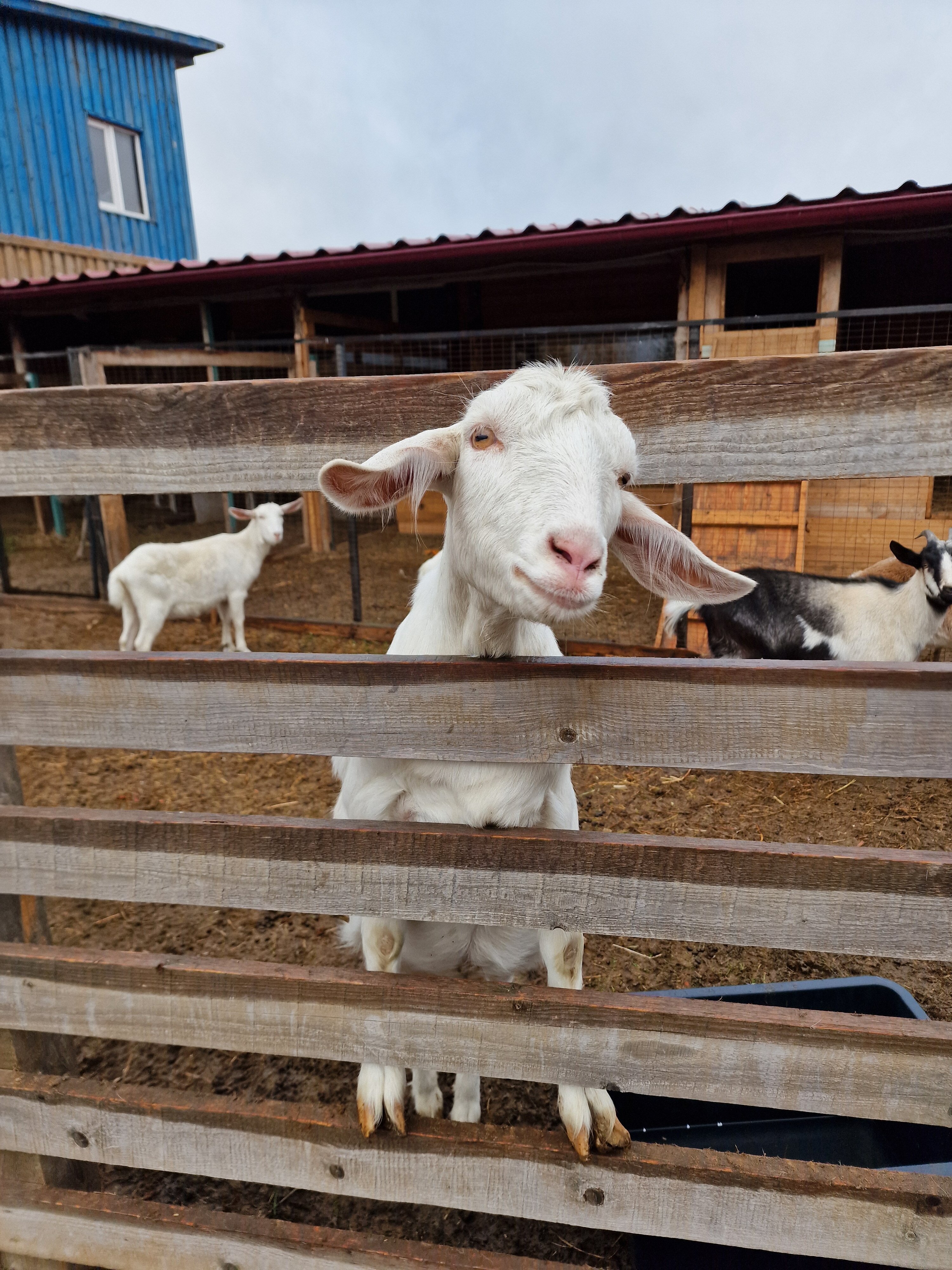 Фото Farm&Village