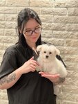 Bravo Groom (Festivalnaya Street, 4) ، صالون حيوانات أليفة