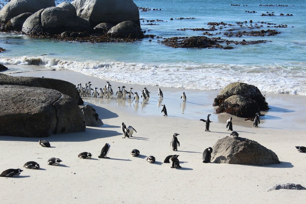 Фото Boulders Beach House