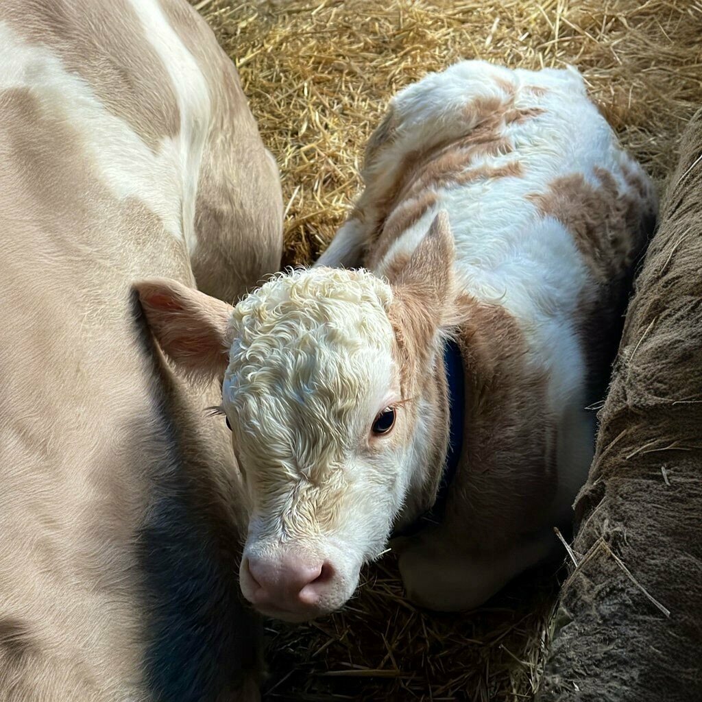 Intensive animal farming Mustafa Pala Meat and Dairy Products Farm, Kaynarca, photo