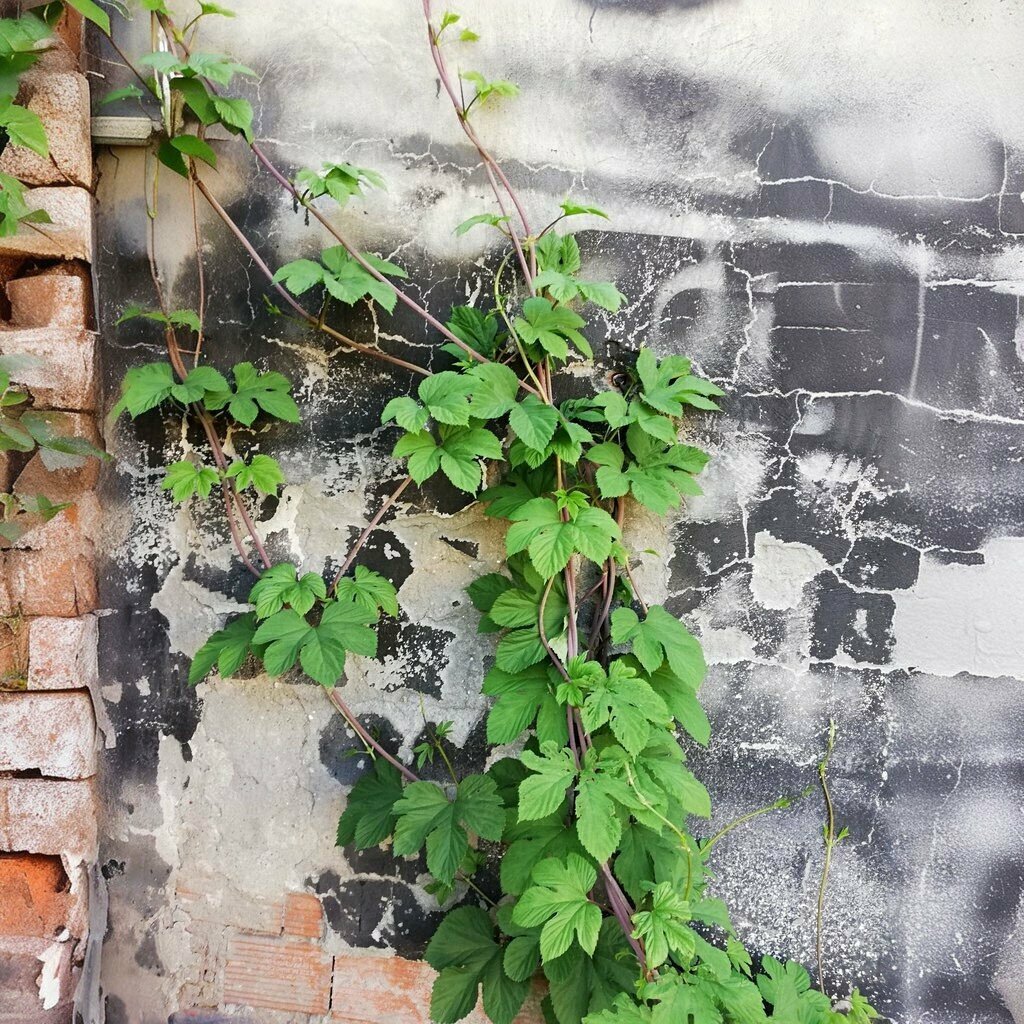 Primary school Murat Kayhan Primary School, Zonguldak, photo