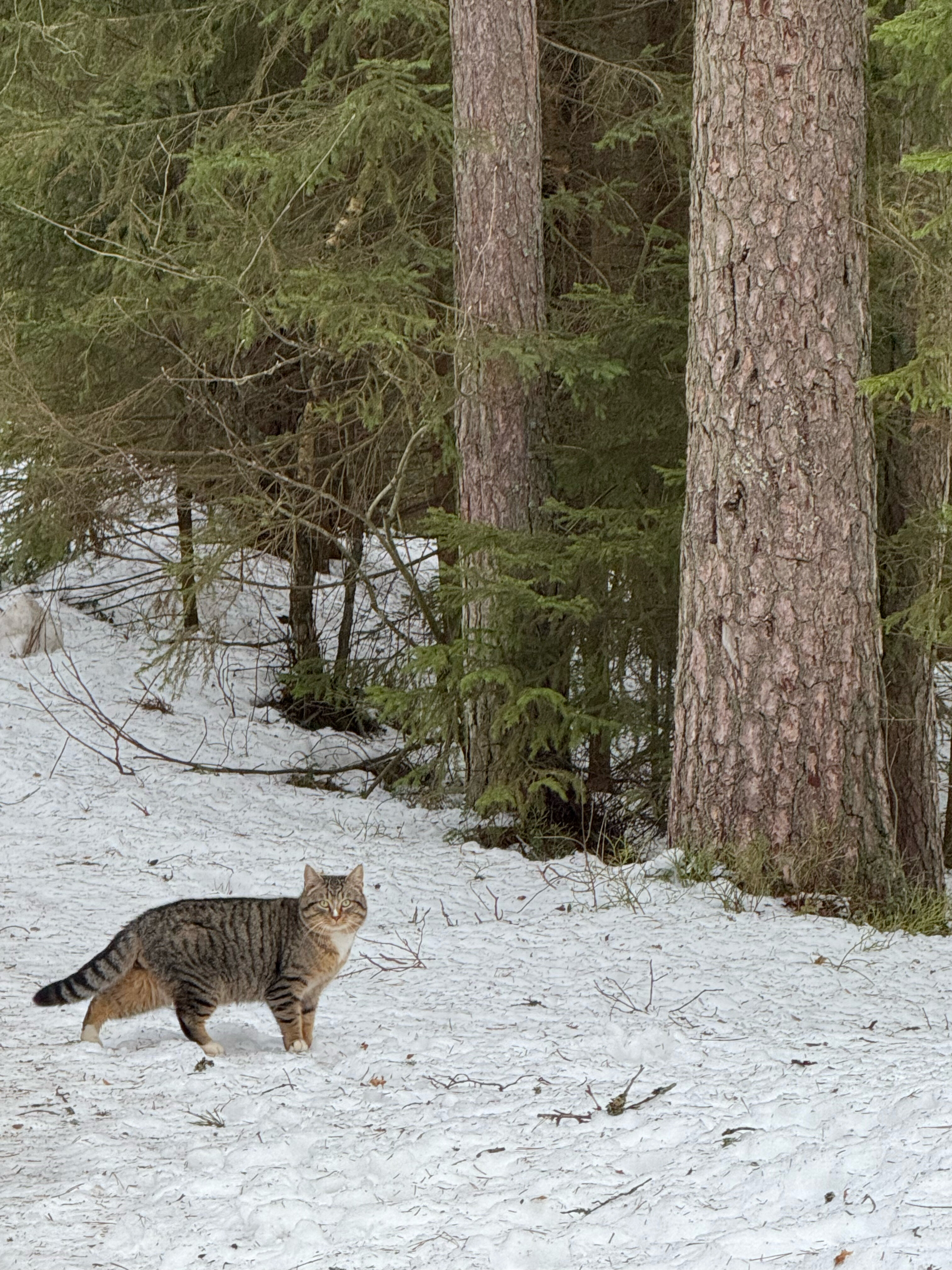Фото Вереск