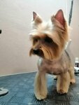 Yula (ulitsa Dekabristov, 1), salón de mascota, peluquería de animales