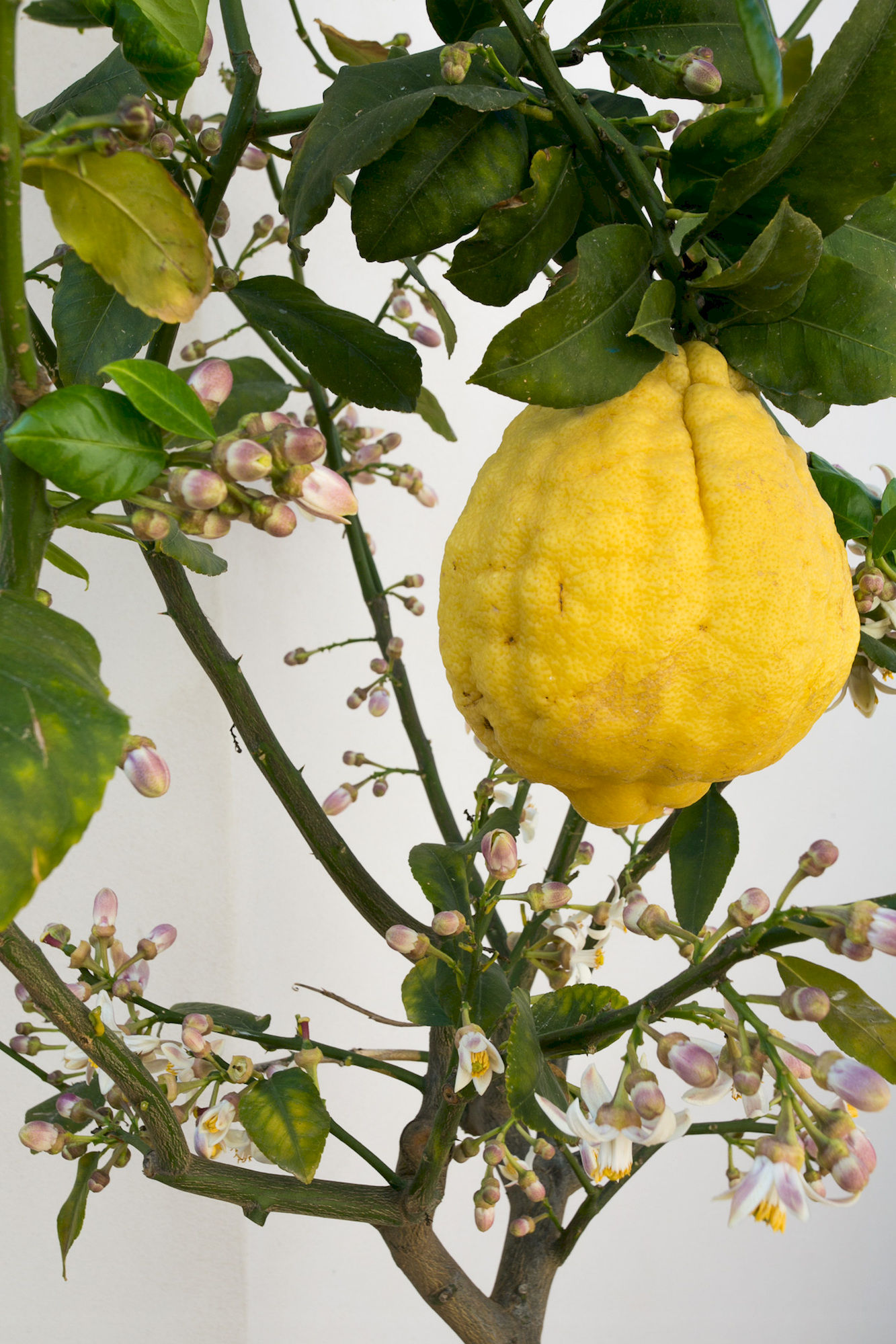 Фото Alla Giudecca