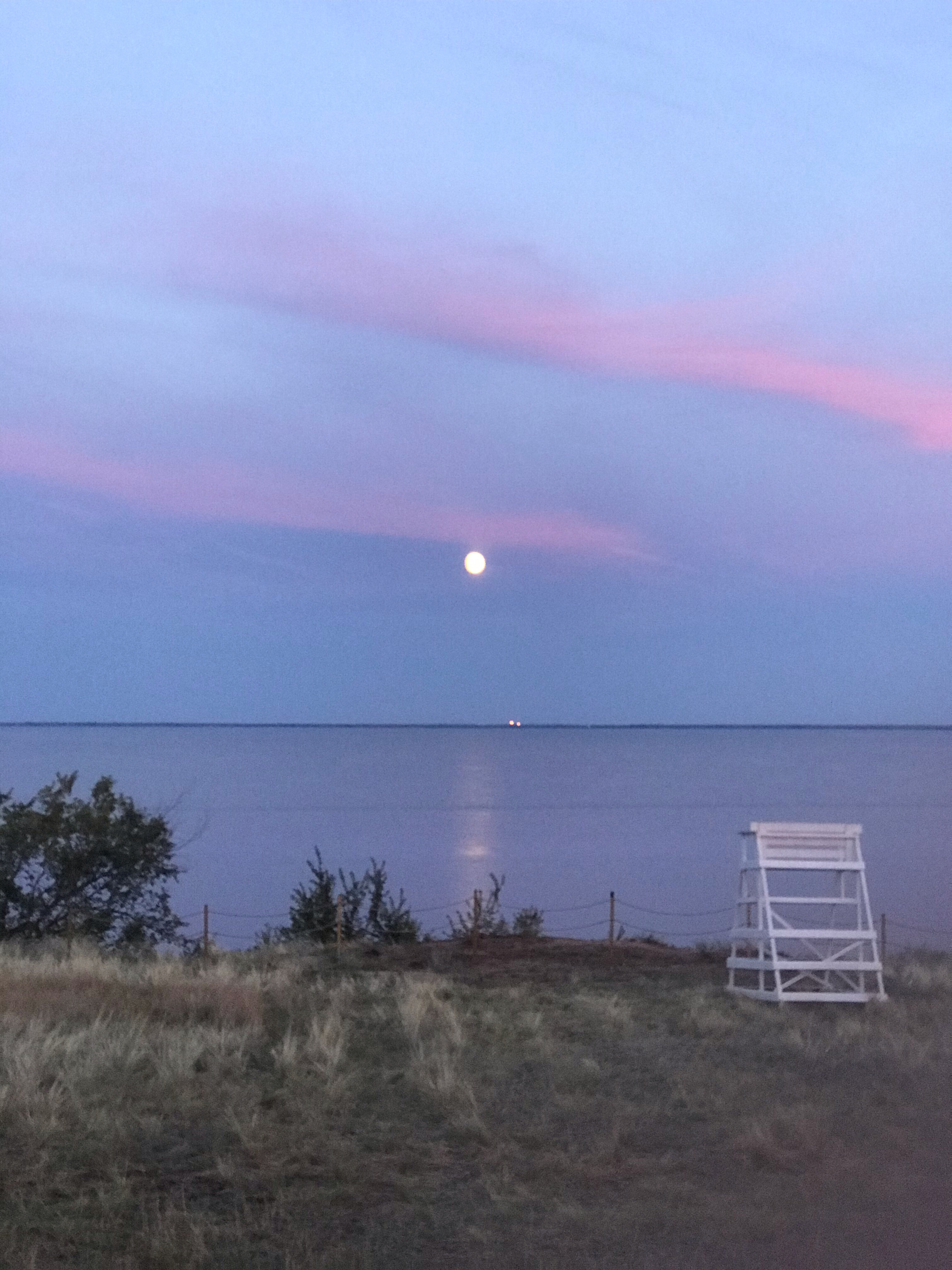 Фото Полынь