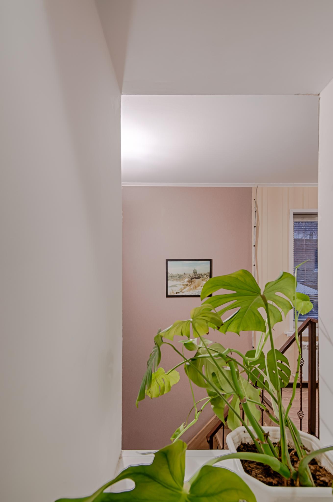 Фото Базилик