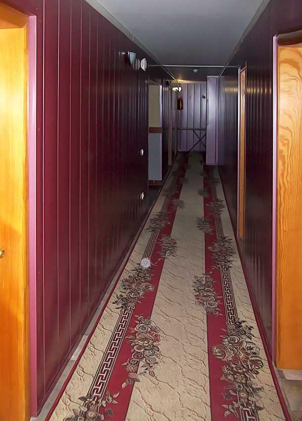 Фото Гвоздика