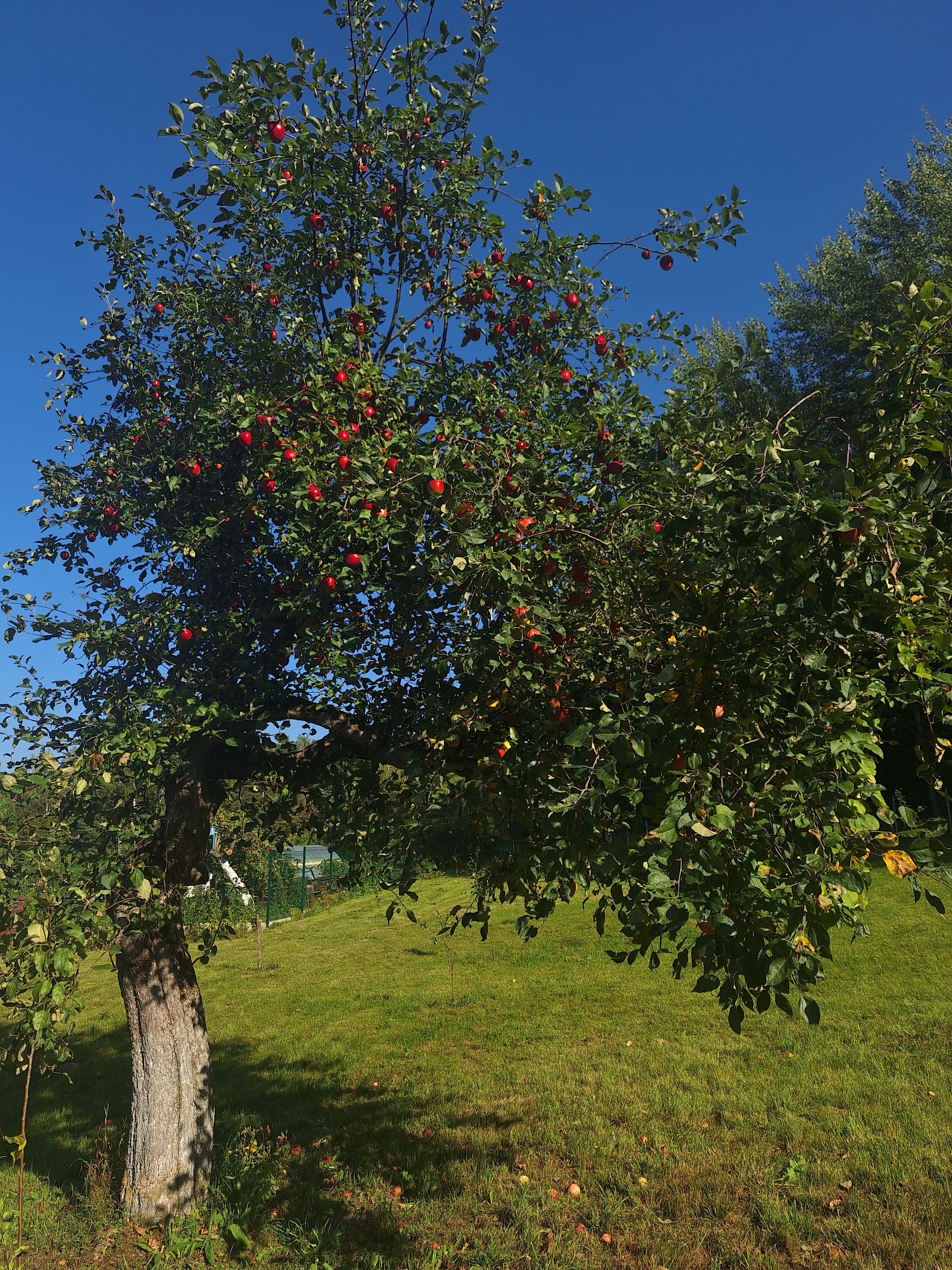 Фото Хутор старого пасечника