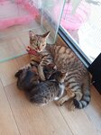 Lilly's Petshop (Antalya, Alanya District, Oba Neighborhood, 25151st Street, 12/A), pet salon