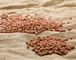 Organic Crops (Dubai National Insurance Building, Al Wasl, Jumeirah, Dubai), agricultural goods