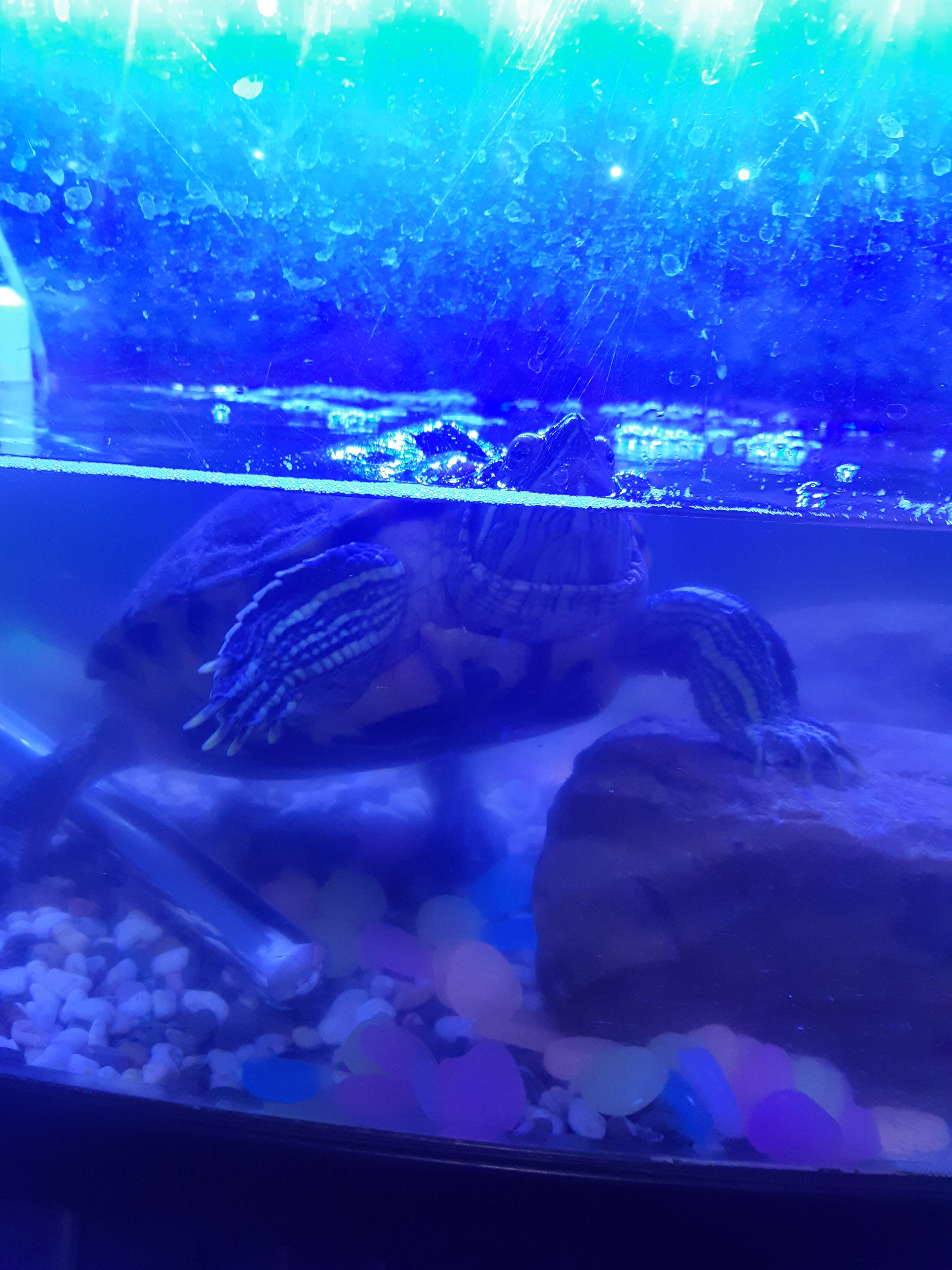 Фото Петровский