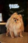 Blackgroomer (ulitsa 70 let Oktyabrya, 20), pet salon