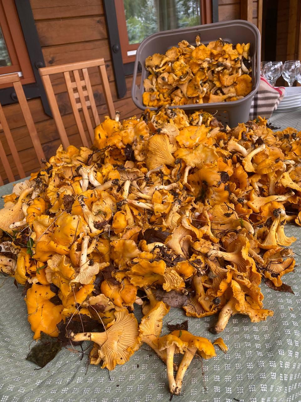 Фото Кречет