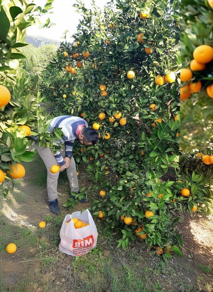 Egg and poultry meat Layra Chicken, Mersin, photo