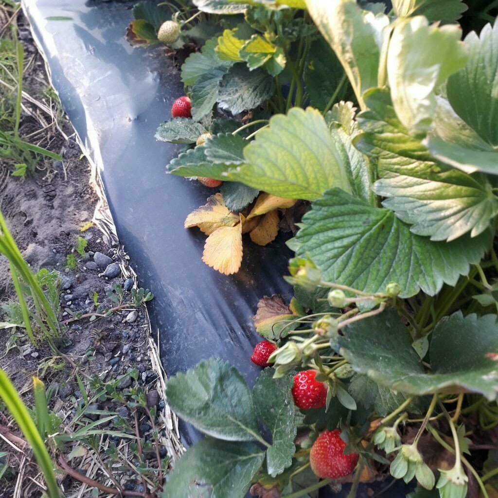 Agricultural enterprise Amazon Agriculture and Food Import Export Industry, Osmaniye, photo