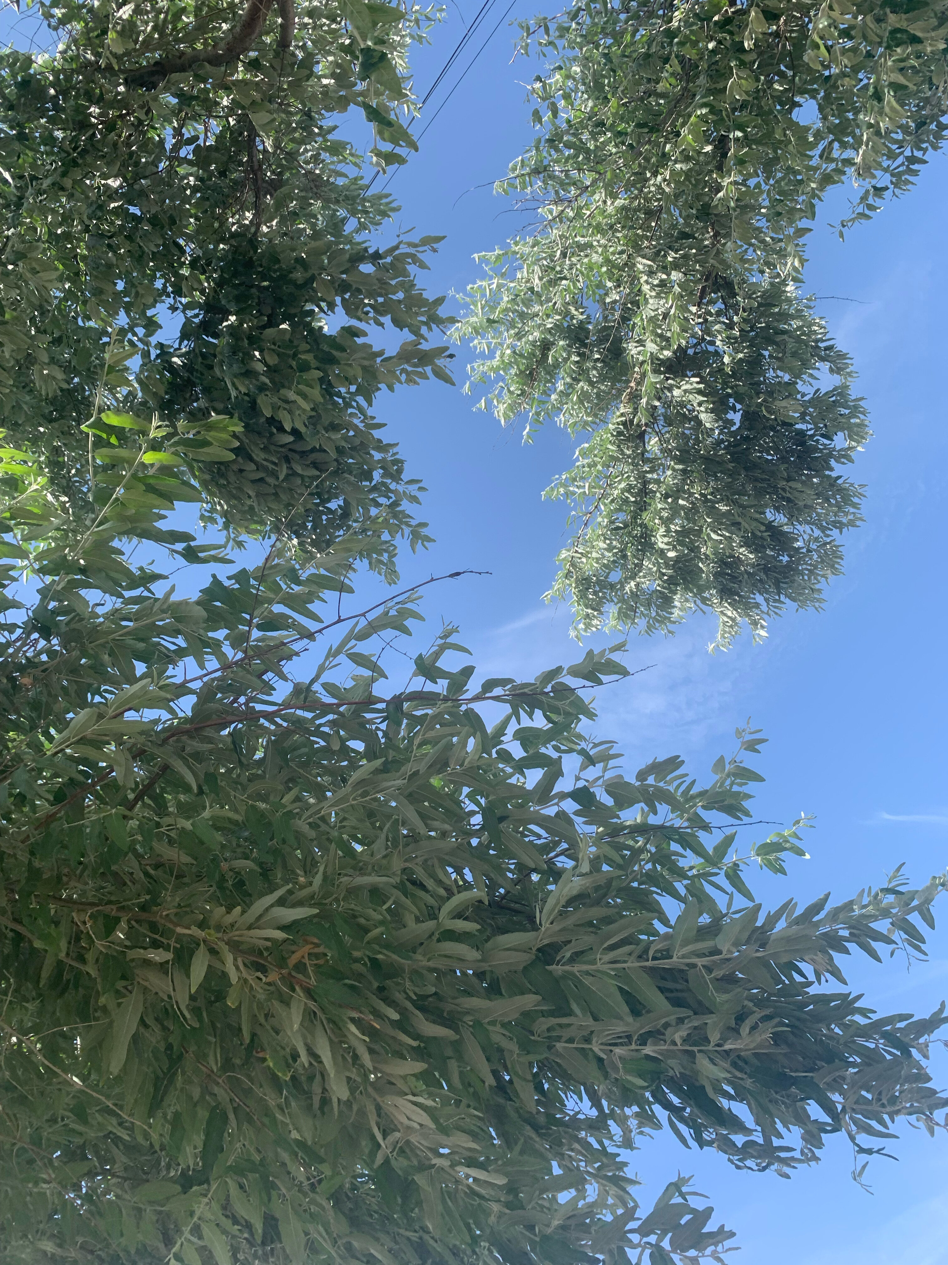 Фото Маракуйя