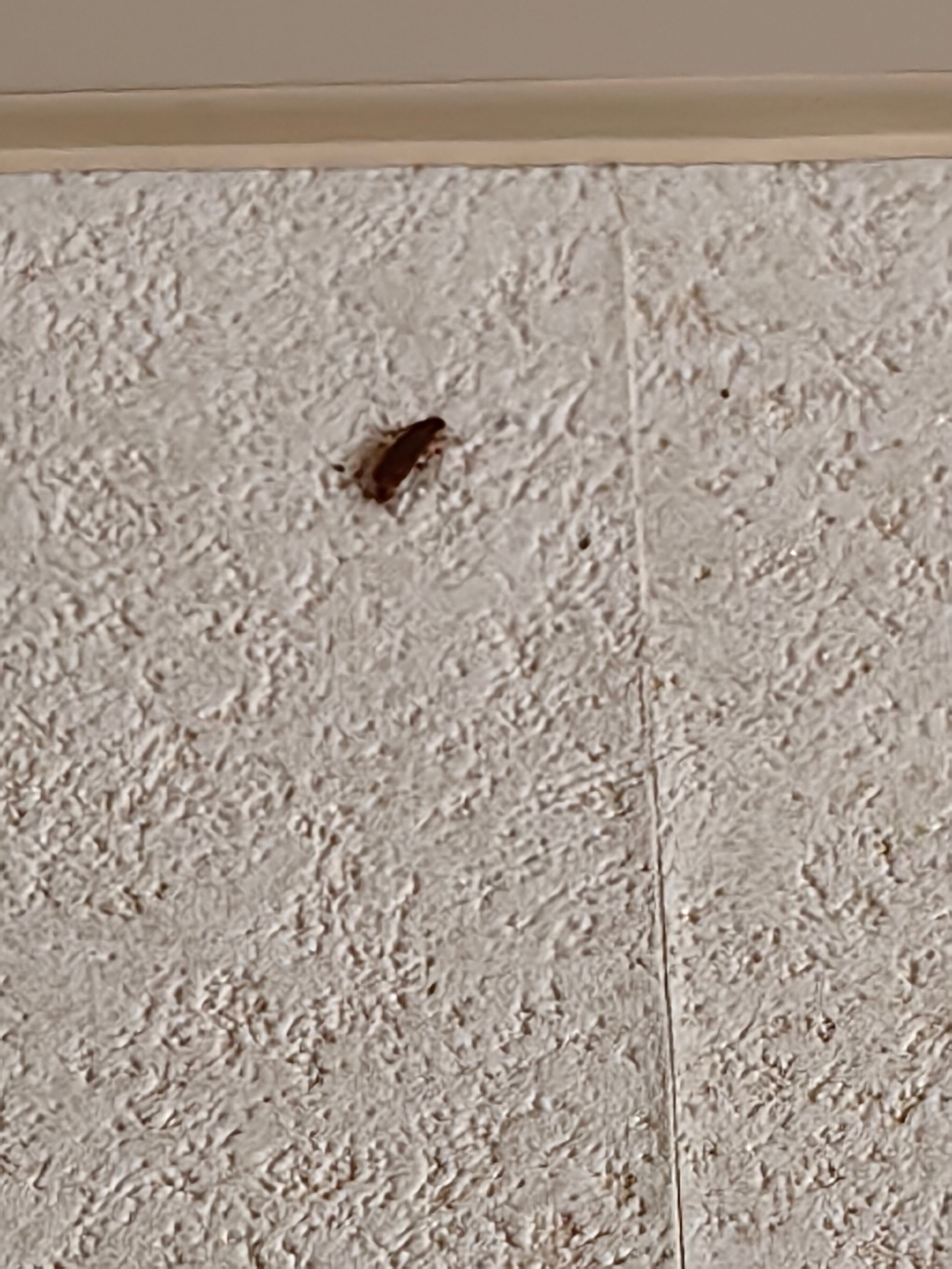 Фото Эверест