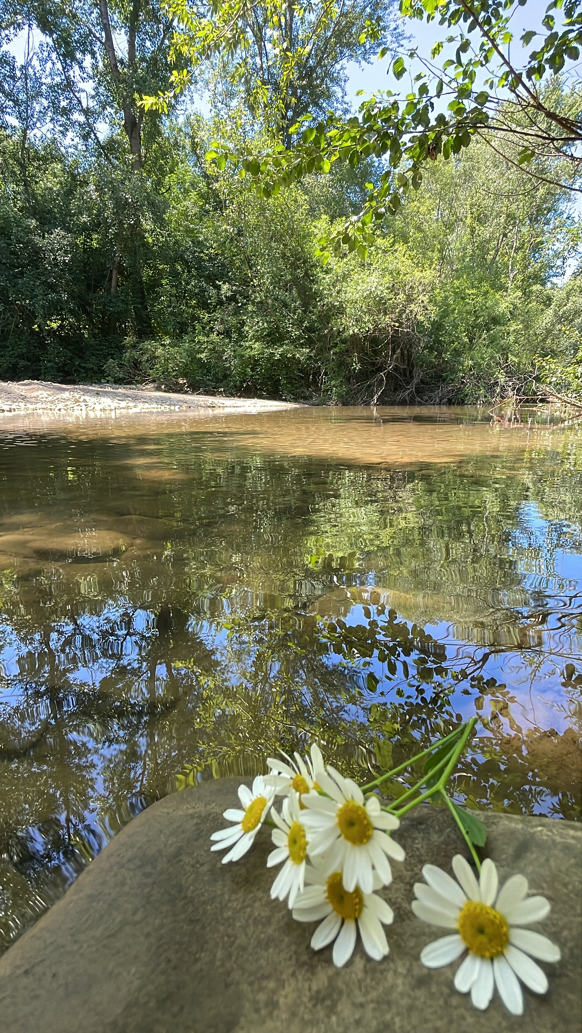 Фото Шелест