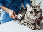 Pekpet Veterinary Clinic (Kocaeli, Darıca, Fatih Sultan Mehmet Cad., 230) ، متجر للحيوانات الأليفة