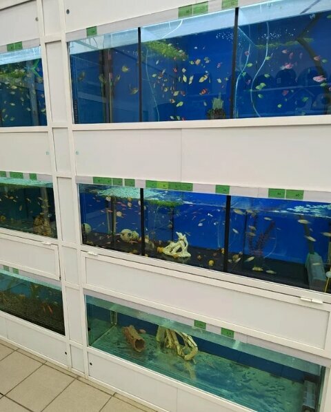 Pet shop PlanetaZOO, Tomsk, photo