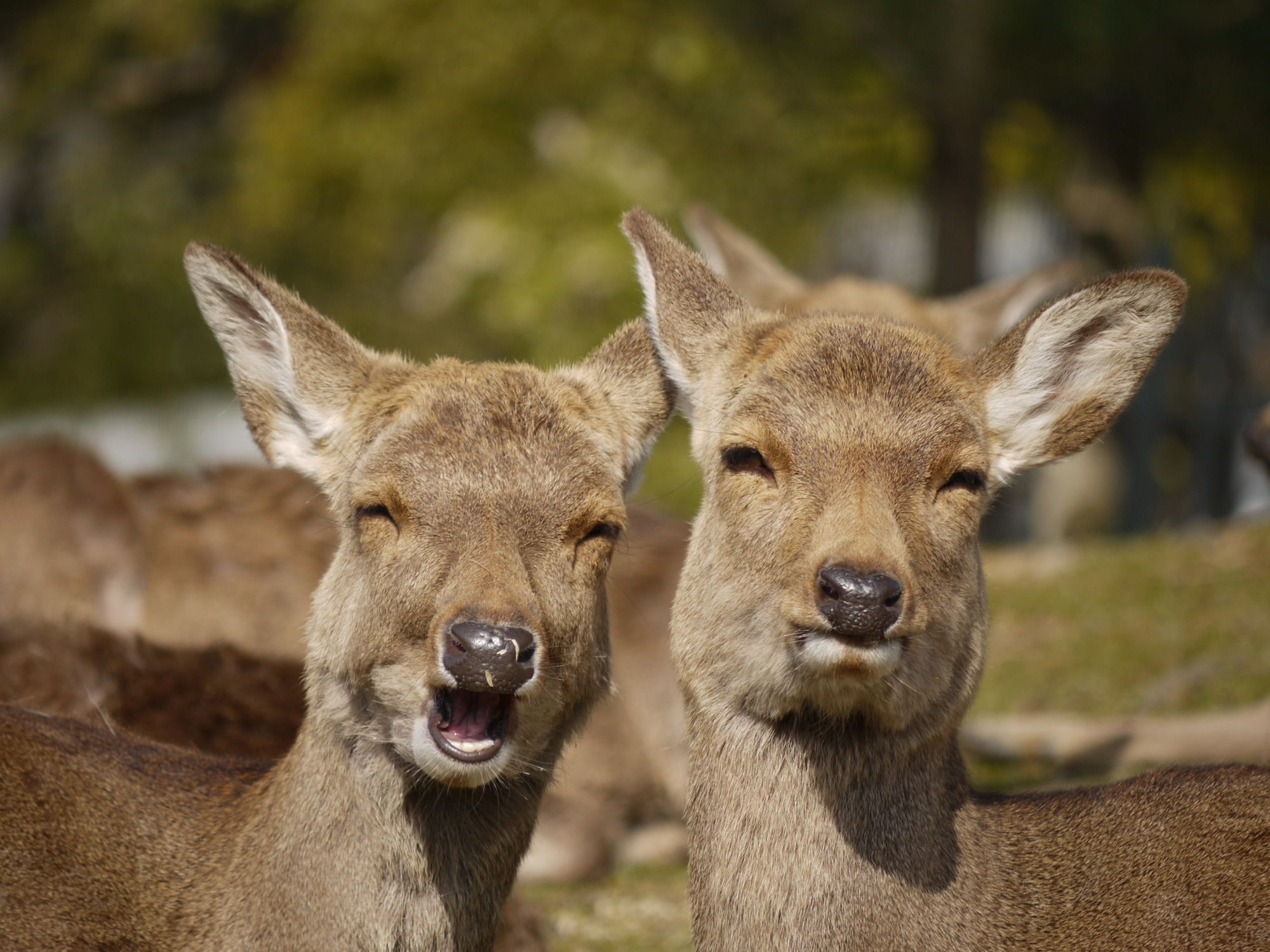 Фото Hotel New Wakasa