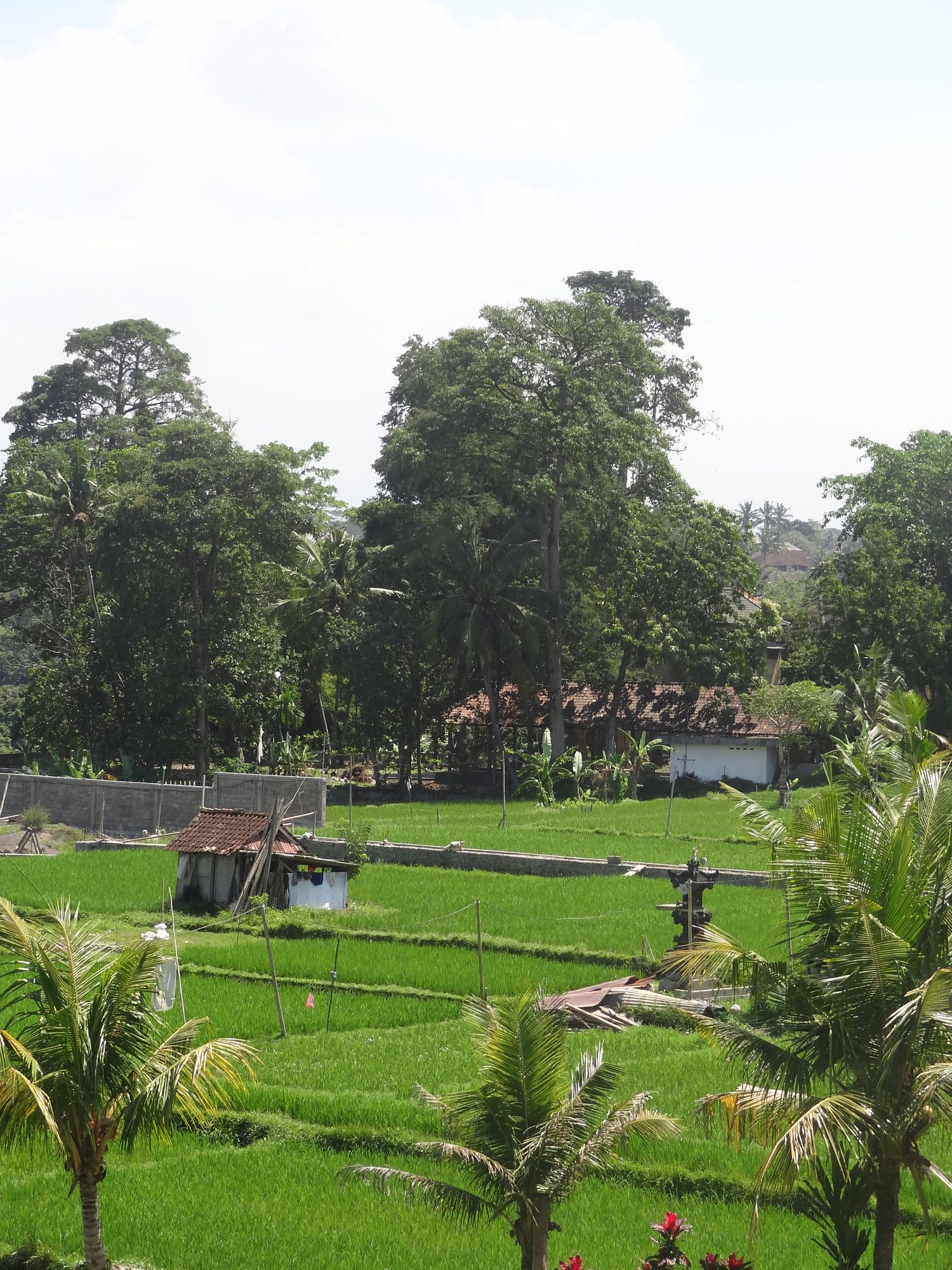 Фото Hibiscus Cottages