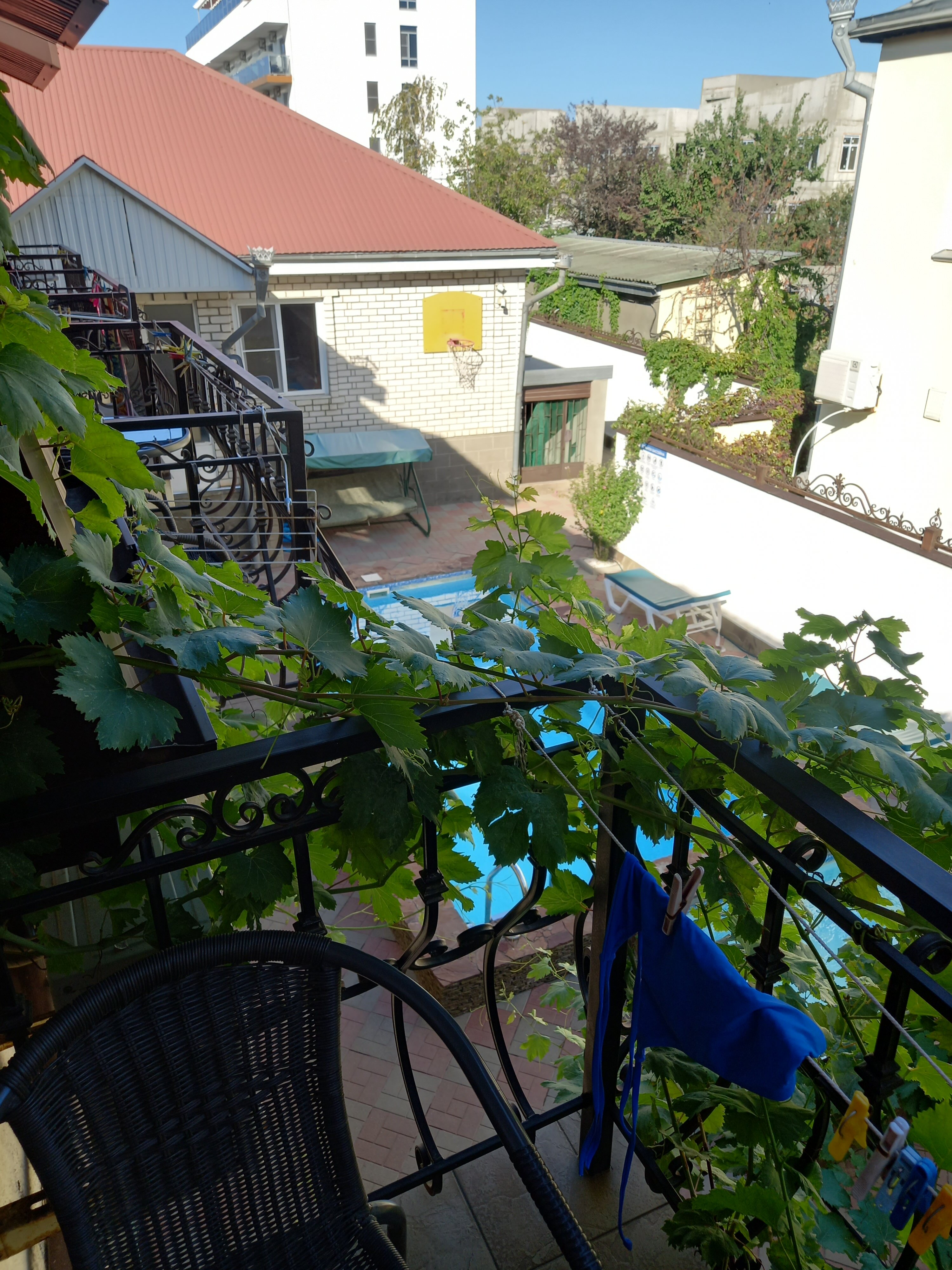 Фото Дельфиния