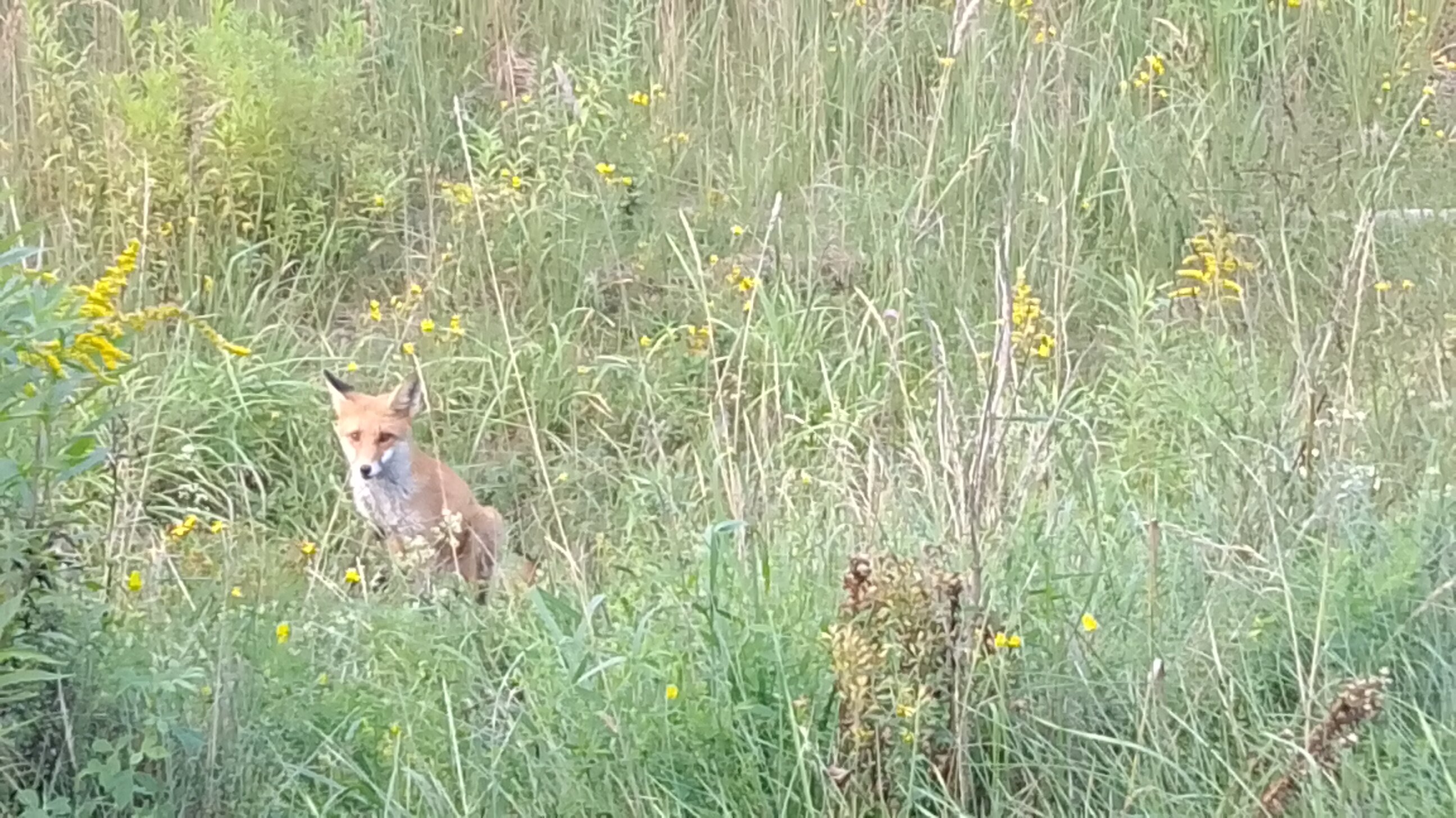 Фото Хитрый Лис