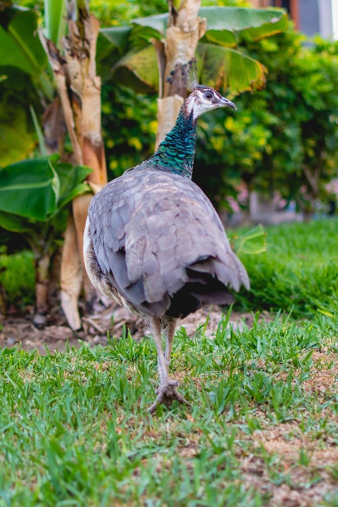 Фото Отель Hl Miraflor Suites