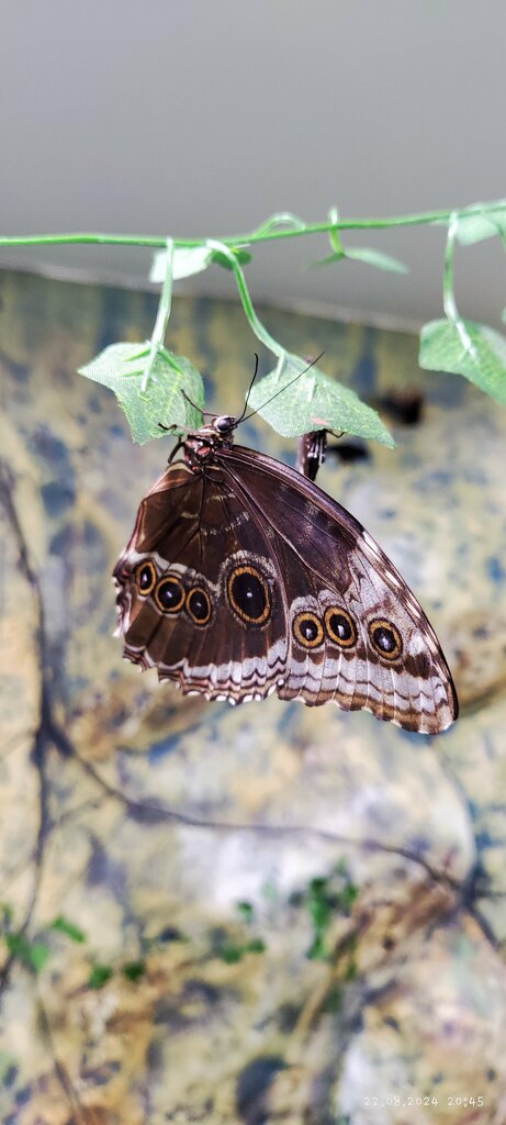 Zoo The World Of Butterflies Alive, Gelendgik, photo
