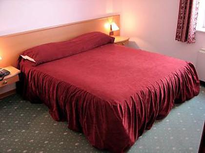 Фото Тюльпан