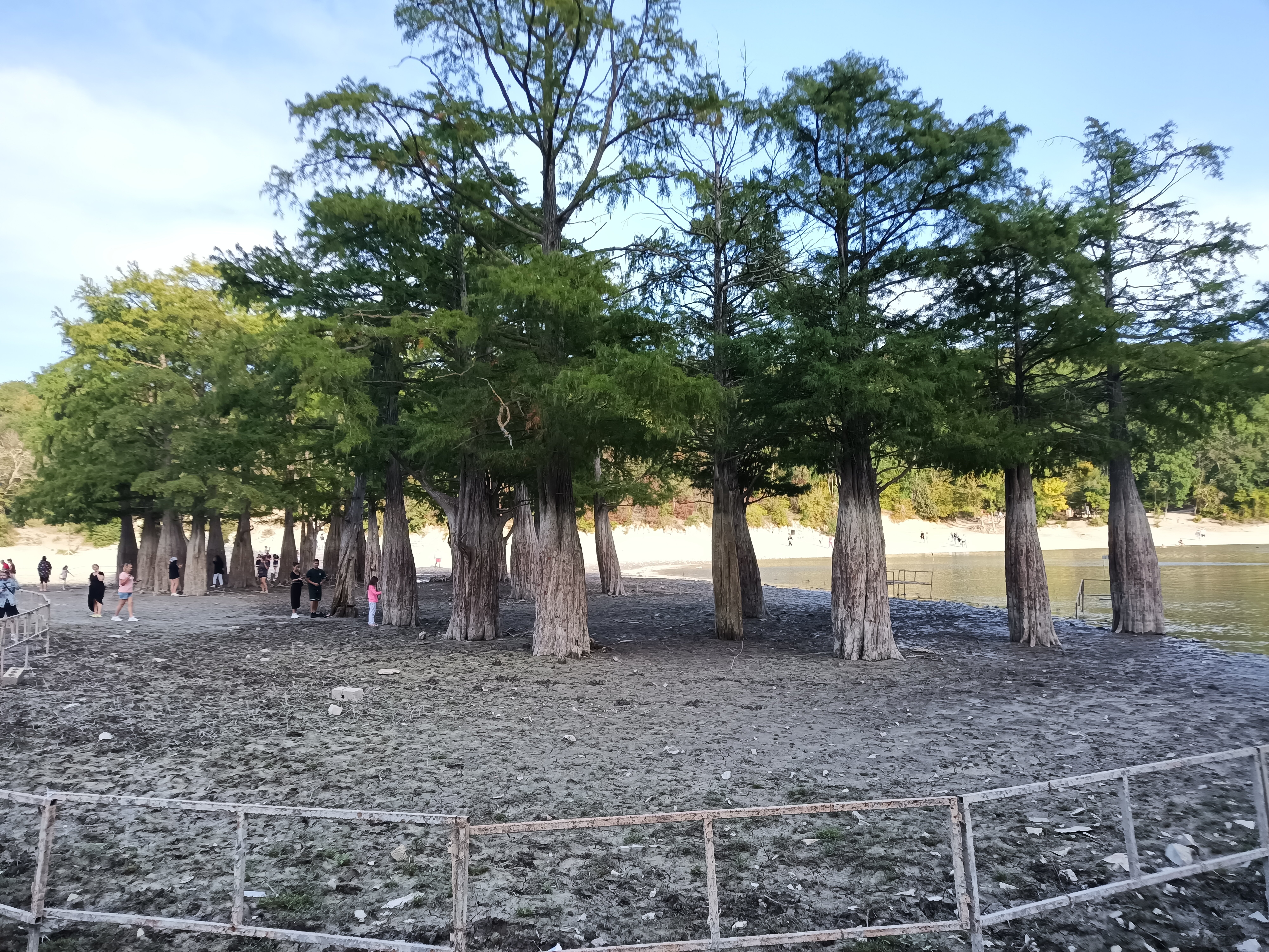 Фото Кипарис