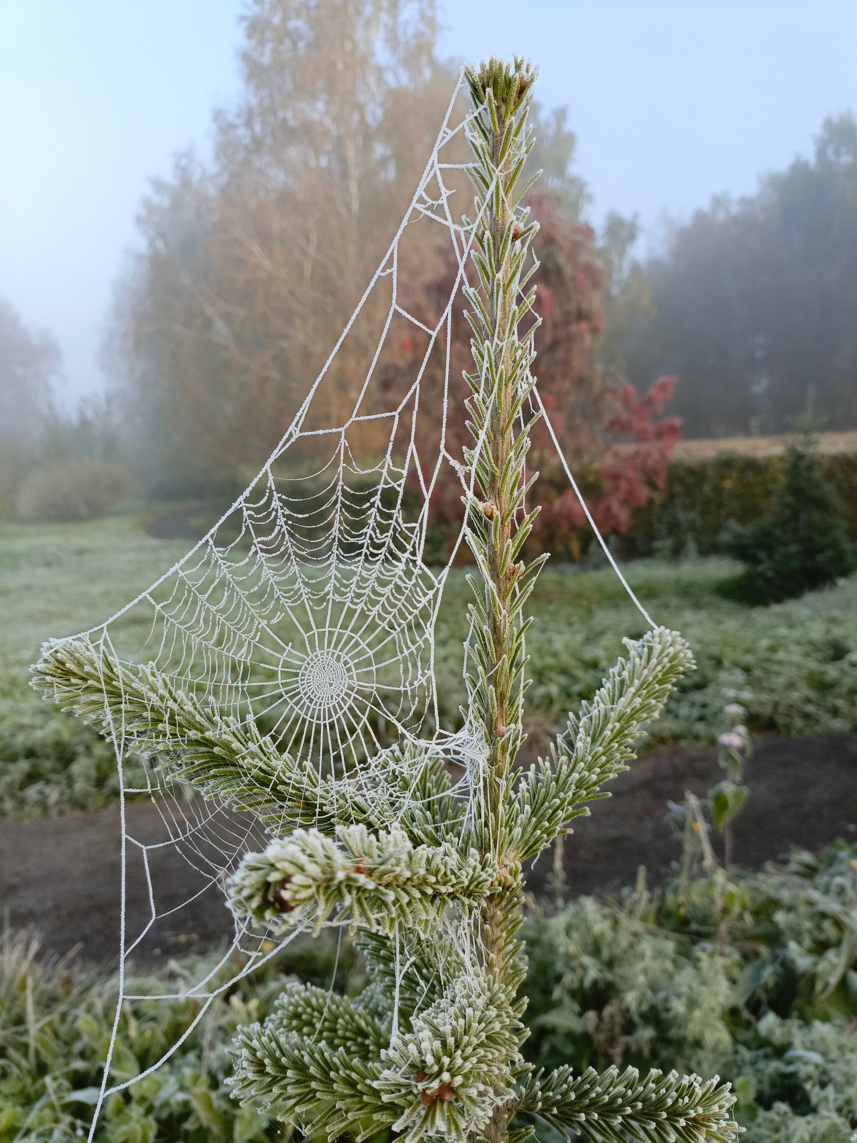 Фото Борисовский