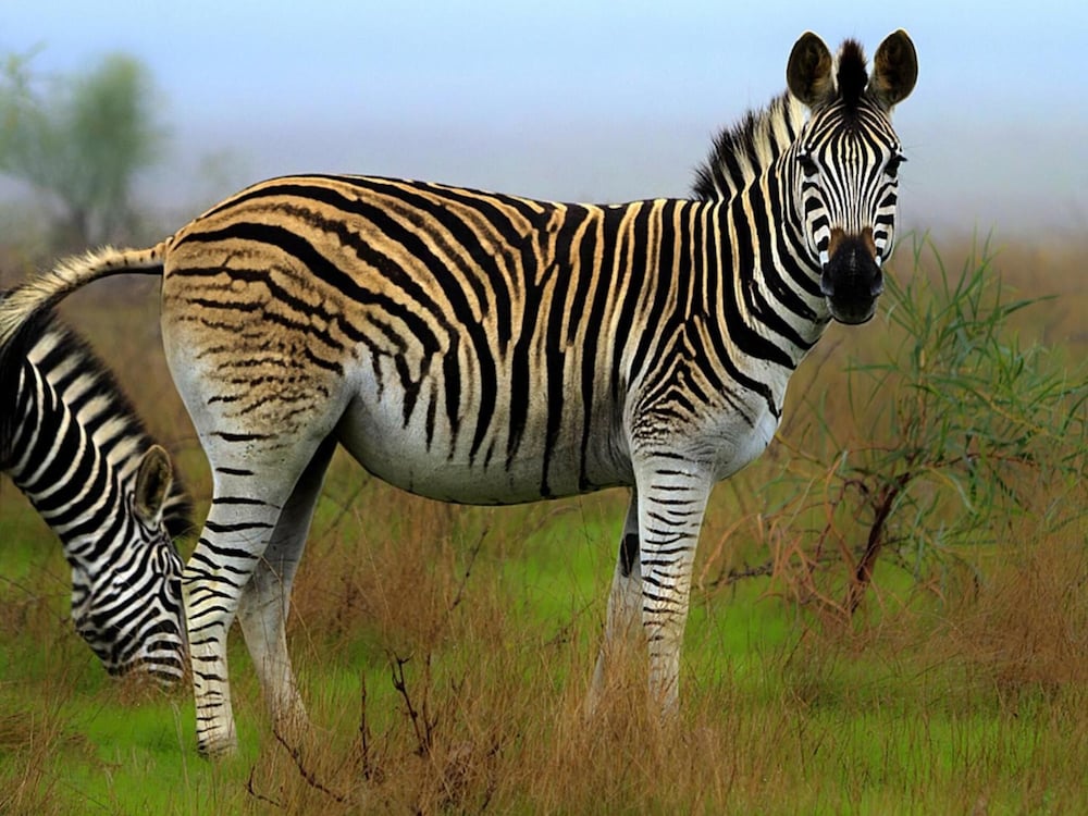 Фото Wild Clover Cottages