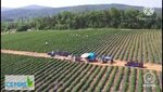 Cemre Agriculture Industry (Istanbul, Atasehir, Barbaros Neighborhood, Ordu Avenue, 76), vegetables and fruit wholesale