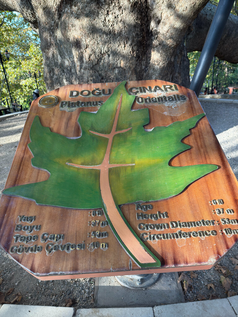 Landmark, attraction Inkaya Historical Plane Tree, Bursa, photo